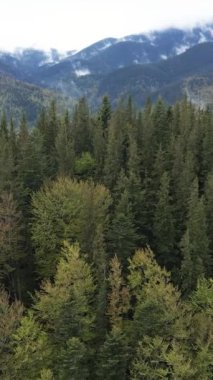 Karpat Dağları. Ukrayna. Dikey video