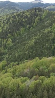 Karpat Dağları. Ukrayna. Dikey video