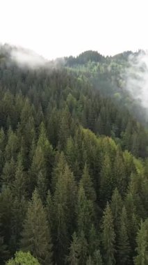 Karpat Dağları. Ukrayna. Dikey video