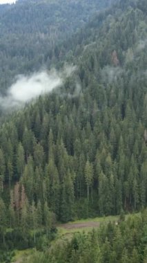 Karpat Dağları. Ukrayna. Dikey video