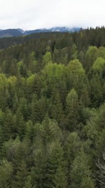 Karpat Dağları. Ukrayna. Dikey video