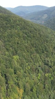 Karpat Dağları. Ukrayna. Dikey video