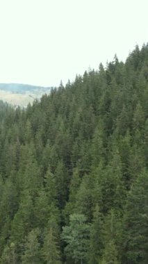 Karpat Dağları. Ukrayna. Dikey video