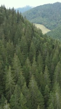 Karpat Dağları. Ukrayna. Dikey video