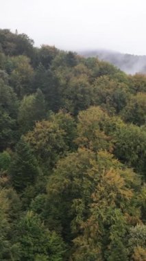 Karpat Dağları. Ukrayna. Dikey video