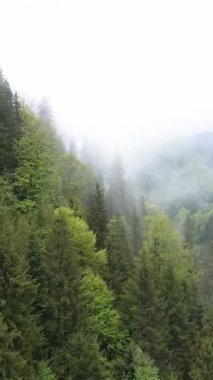 Karpat Dağları. Ukrayna. Dikey video