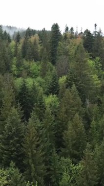 Karpat Dağları. Ukrayna. Dikey video