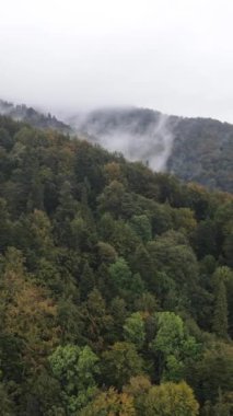 Karpat Dağları. Ukrayna. Dikey video