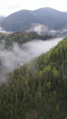 Karpat Dağları. Ukrayna. Dikey video