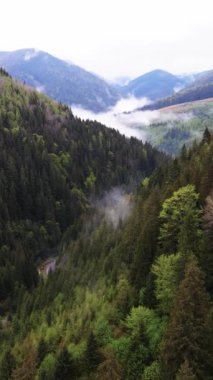 Karpat Dağları. Ukrayna. Dikey video