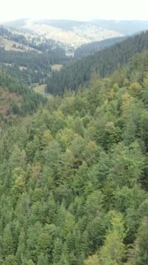 Karpat Dağları. Ukrayna. Dikey video