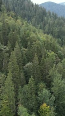 Karpat Dağları. Ukrayna. Dikey video