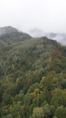 Karpat Dağları. Ukrayna. Dikey video