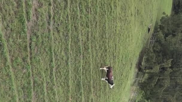 Ukraina, Karpaterna: Ko i bergen. Vertikal video — Stockvideo