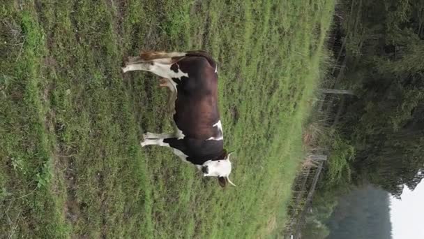 Ukrajina, Karpat: Kráva v horách. Svislé video — Stock video