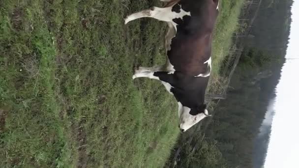 Ukraine, Carpathians: Cow in the mountains. Vertical video — Stock Video