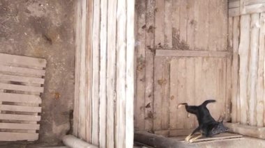 Sokak köpekleri için hava manzaralı bir barınak. Dikey video