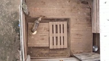Sokak köpekleri için hava manzaralı bir barınak. Dikey video