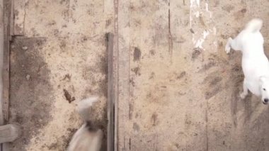 Sokak köpekleri için hava manzaralı bir barınak. Dikey video