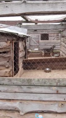Sokak köpekleri için hava manzaralı bir barınak. Dikey video