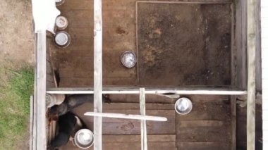 Sokak köpekleri için hava manzaralı bir barınak. Dikey video