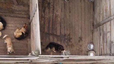 Sokak köpekleri için hava manzaralı bir barınak. Dikey video