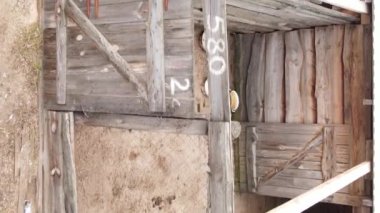 Sokak köpekleri için hava manzaralı bir barınak. Dikey video