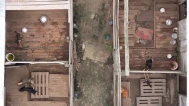 Sokak köpekleri için hava manzaralı bir barınak. Dikey video