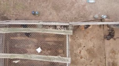 Sokak köpekleri için hava manzaralı bir barınak. Dikey video