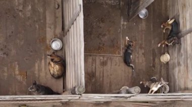 Sokak köpekleri için hava manzaralı bir barınak. Dikey video