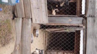 Sokak köpekleri için hava manzaralı bir barınak. Dikey video