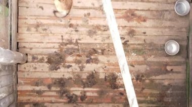 Sokak köpekleri için hava manzaralı bir barınak. Dikey video