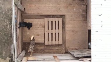 Sokak köpekleri için hava manzaralı bir barınak. Dikey video