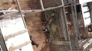 Sokak köpekleri için hava manzaralı bir barınak. Dikey video
