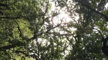 Yazın yeşil ormanın havadan görünüşü. Dikey video