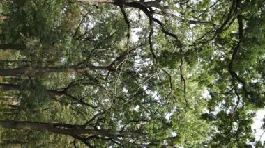 Yazın yeşil ormanın havadan görünüşü. Dikey video