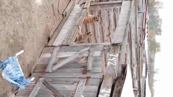 野良犬のための避難所の空中ビュー。垂直ビデオ — ストック動画