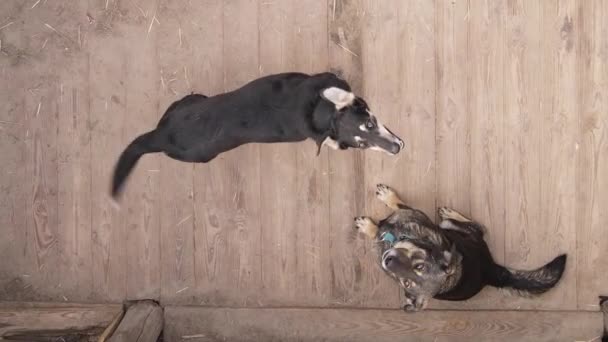 Αεροφωτογραφία ενός καταφυγίου για αδέσποτα σκυλιά. Κάθετη βίντεο — Αρχείο Βίντεο