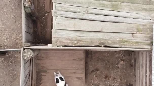 野良犬のための避難所の空中ビュー。垂直ビデオ — ストック動画