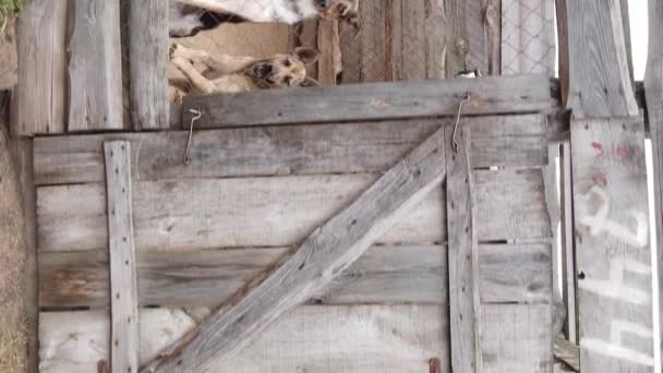 길잃은 개들을 위한 보호 소가 공중에서 보인다. 수직 영상 — 비디오