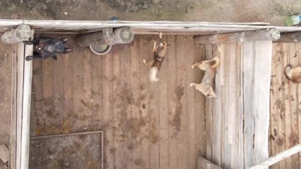Vista aérea de un refugio para perros callejeros. Vídeo vertical — Vídeo de stock