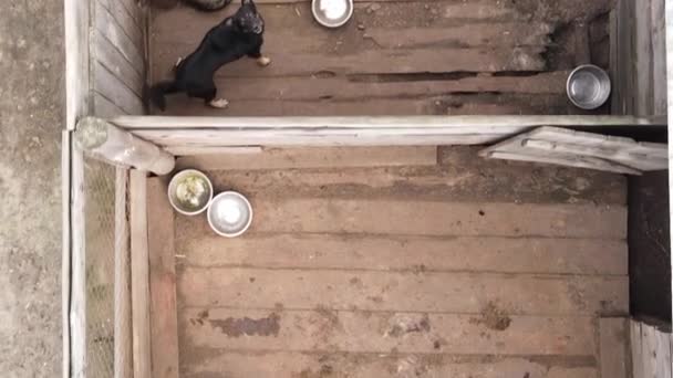 Luchtfoto van een schuilplaats voor zwerfhonden. Verticale video — Stockvideo