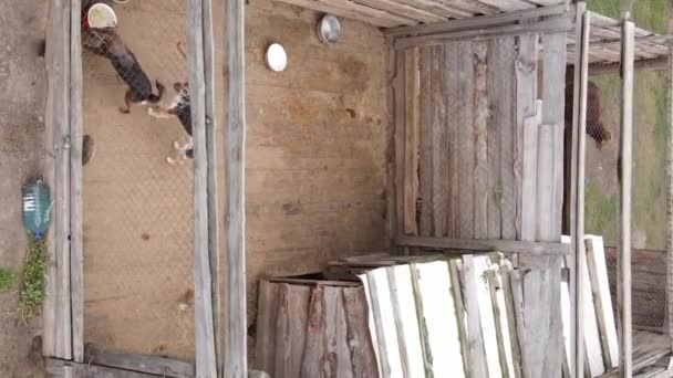 Pemandangan udara tempat penampungan untuk anjing liar. Video vertikal — Stok Video