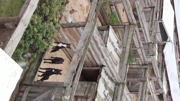 Vista aérea de un refugio para perros callejeros. Vídeo vertical — Vídeos de Stock