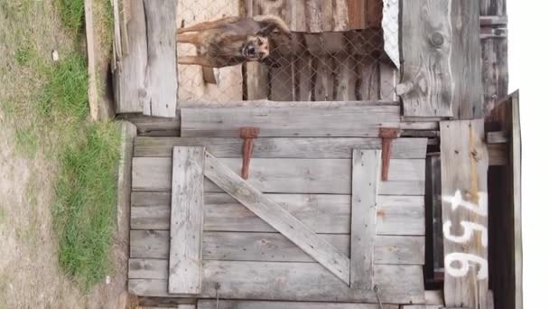 Luftaufnahme eines Tierheims für streunende Hunde. Vertikales Video — Stockvideo