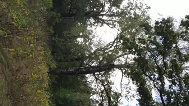 Luchtfoto van groen bos in de zomer. Verticale video — Stockvideo