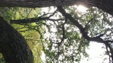 Yazın yeşil ormanın havadan görünüşü. Dikey video