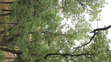 Yazın yeşil ormanın havadan görünüşü. Dikey video