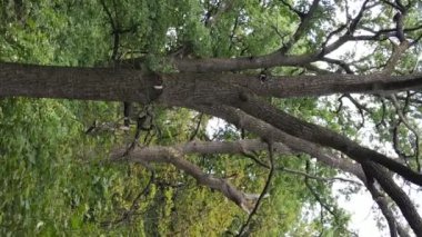 Yazın yeşil ormanın havadan görünüşü. Dikey video