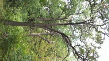 Yazın yeşil ormanın havadan görünüşü. Dikey video